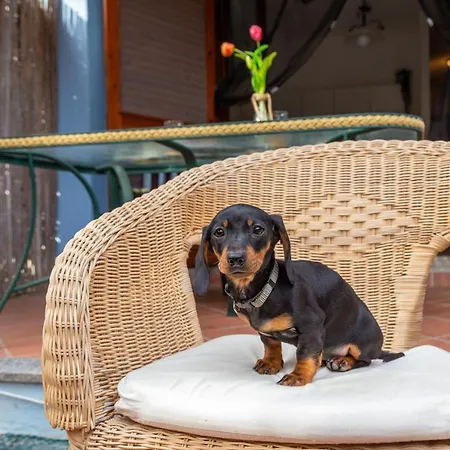 Casa Raftin Apartmán *